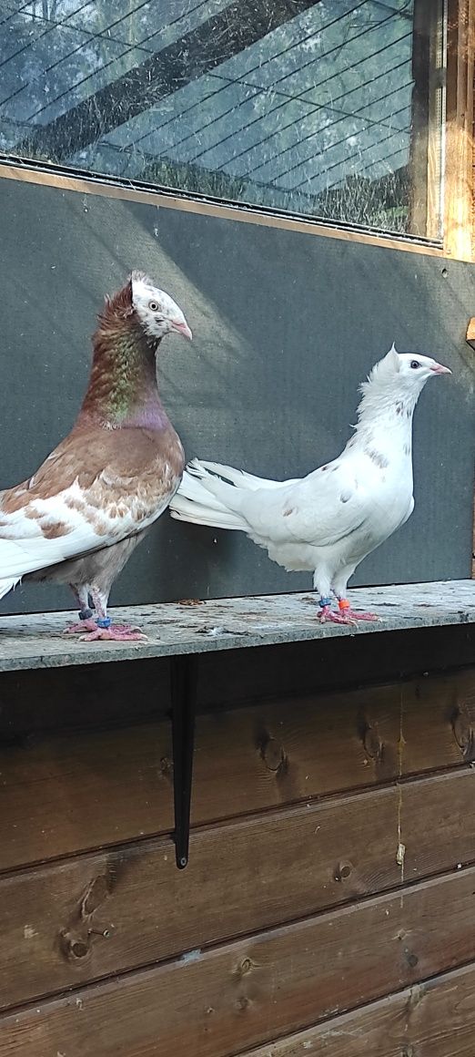 Sokoły,sokół,wysokolotne gdańskie.