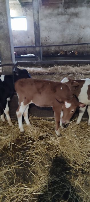 Продам Бичків і Теличок