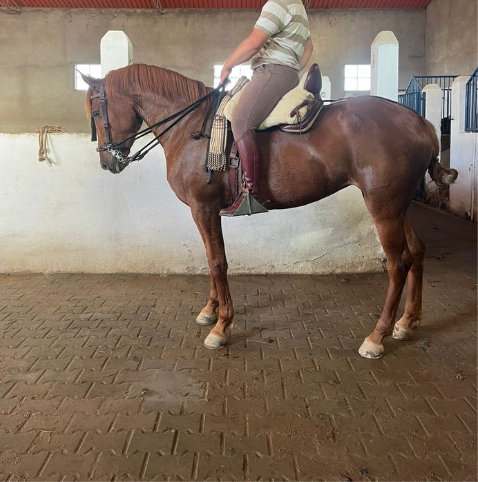 Egua de 5 anos com papeis