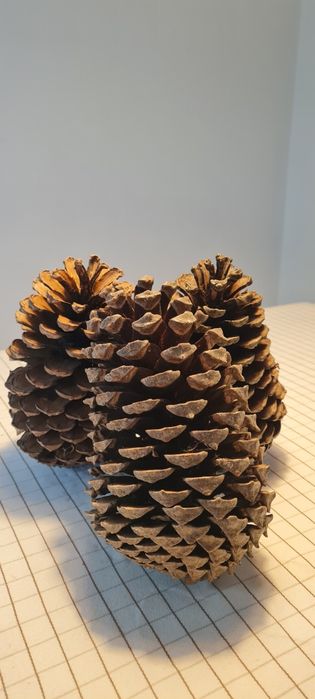 Pinhas p/ acendalha - PROMOÇÃO DE NATAL