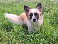 10 miesięczny, mały pies do adopcji