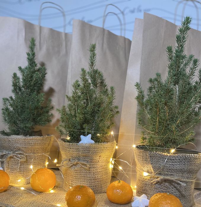 Справжня новорічна ялинка для Вашого свята! Жива ялинка у горщику! h40