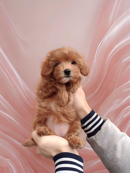 Карамельная девочка мальтипу.