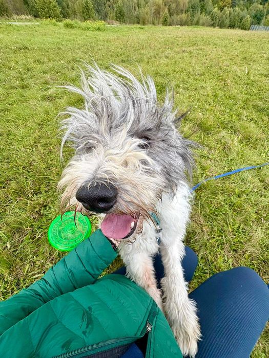 Ozi – młody, mądry pies w typie PON-a szuka odpowiedzialnego domu