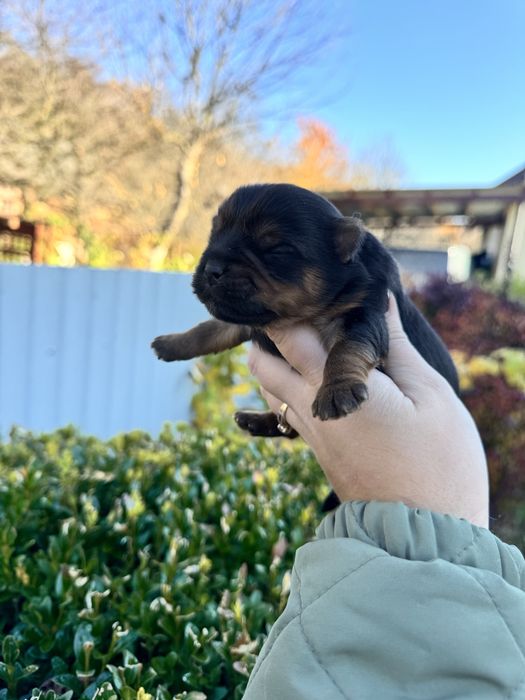 Гарний хлопчик йорк