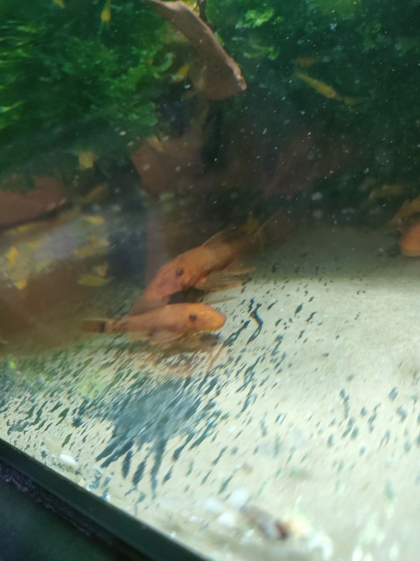 Zbrojniki ancistrus Red 4-7 cm