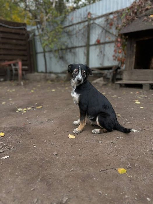 Ирма отдам в семью