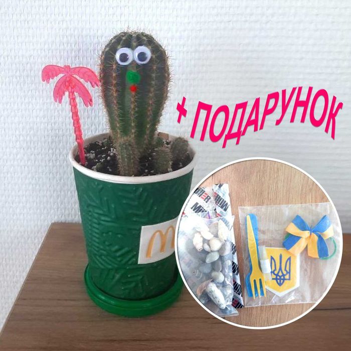 Вазон "Кактус с глазками", живое растение на рабочий стол
