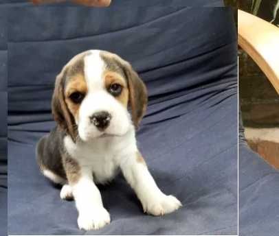 BEAGLE Tricolor qualidade superior com LOP E AFIXO