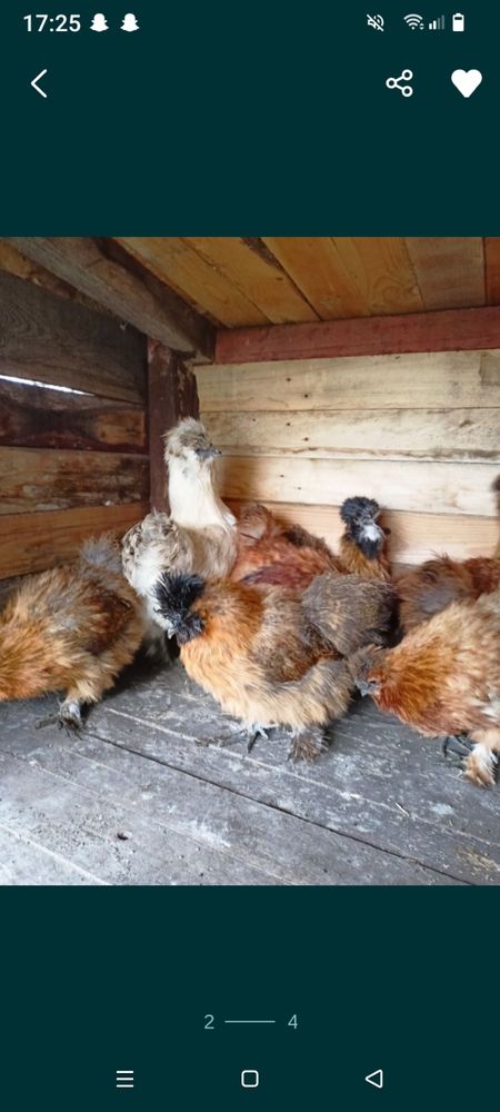 Kury silki kury i kaczki call duck
