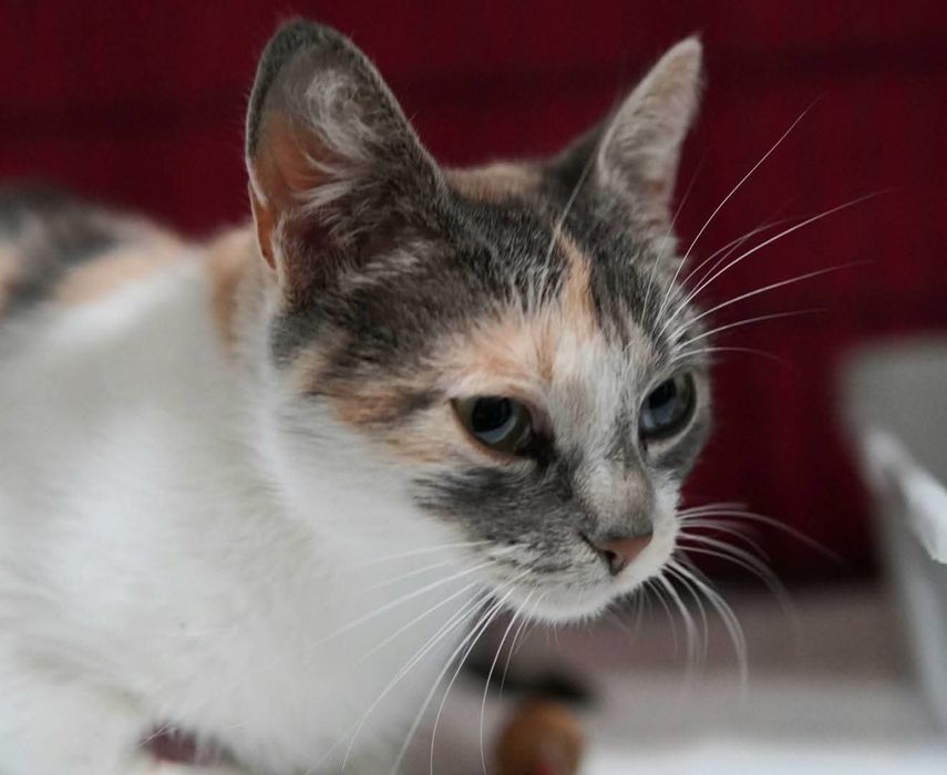 Lilka szuka domu w całej Polsce