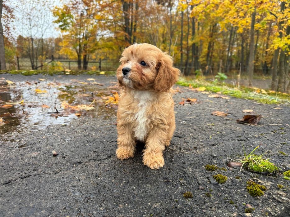 cavapoo szczeniak