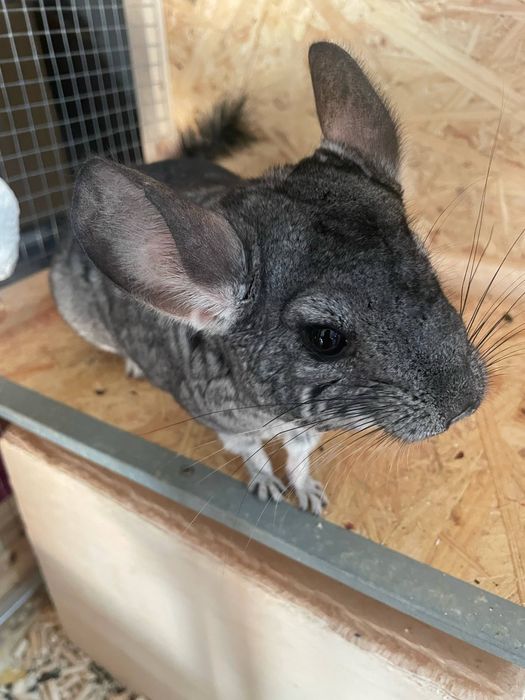 Dwie samiczki szynszyla na sprzedaż