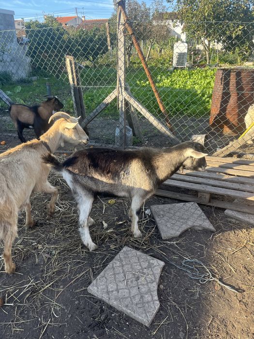 Chibo raca grande com 6 meses