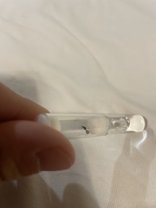 Solenopsis Fugax Q+potomstwo