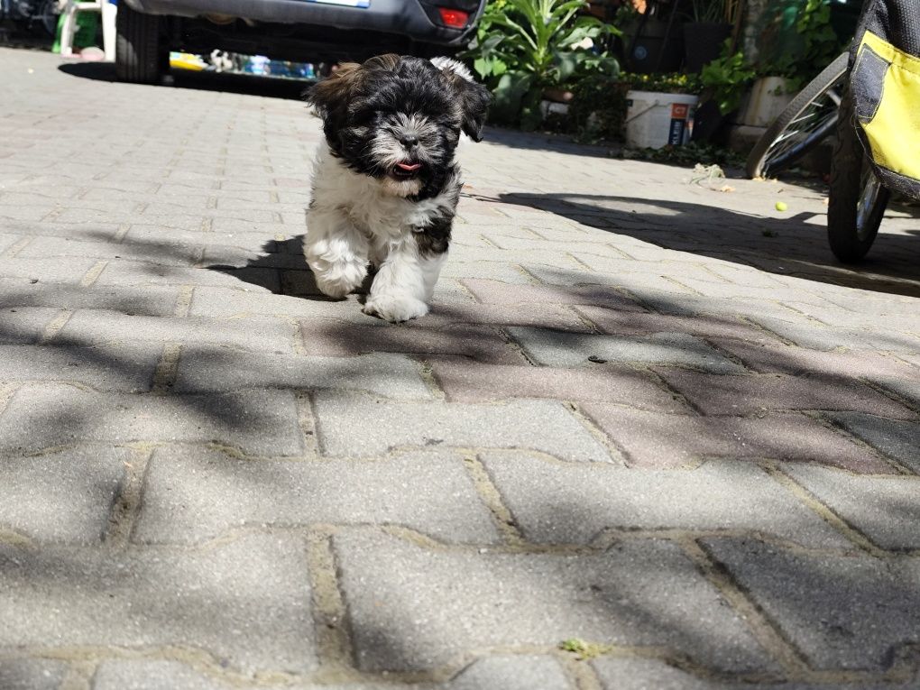 Piesek tricolor Shih tzu gotow do zmiany domku