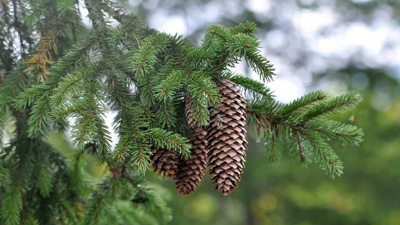 Suche SZYSZKI ŚWIERKOWE do ozdób, stroików