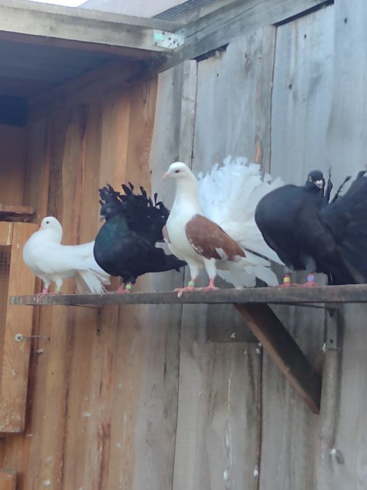 Sprzedam gołębie Pawiki