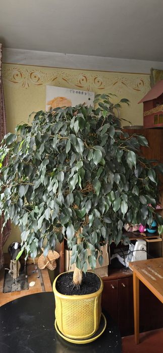 Фікус бенджаміна