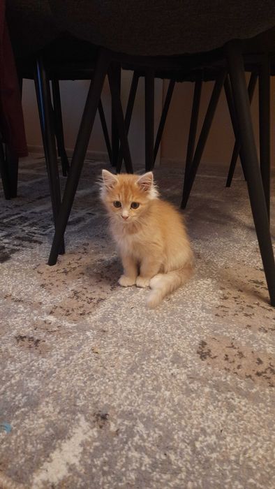 Котик в добрі руки