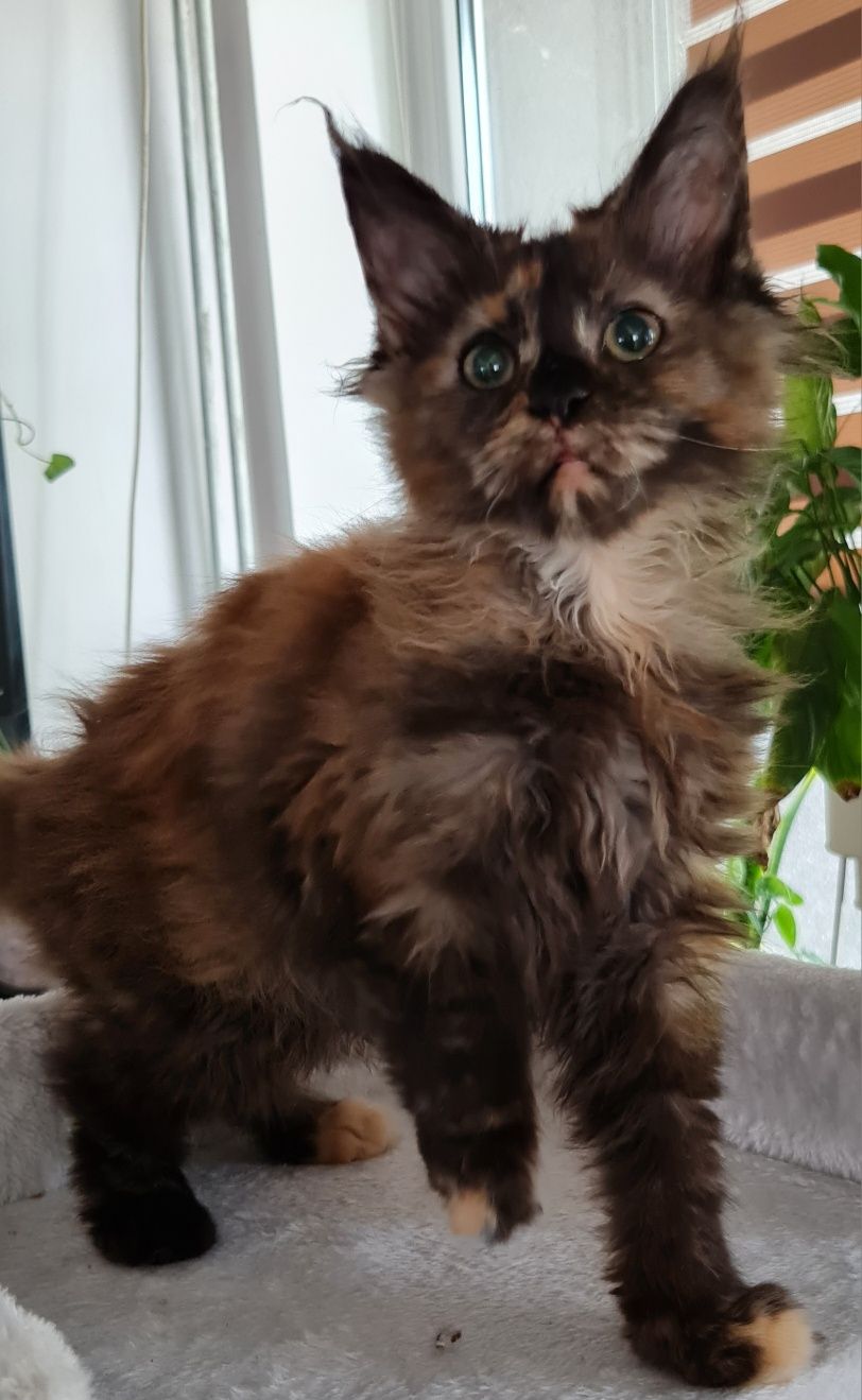 Maine coon  kotka  czarna  szyrkletka