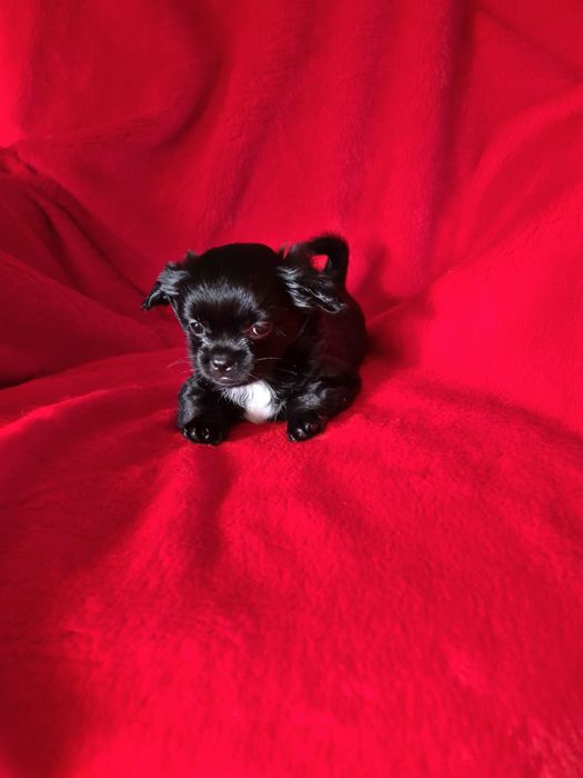 Zarezerwowana Czarna suczka chihuahua