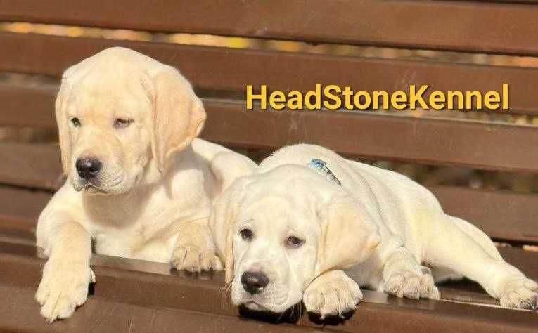 Лабрадор ретривер Щенки КСУ