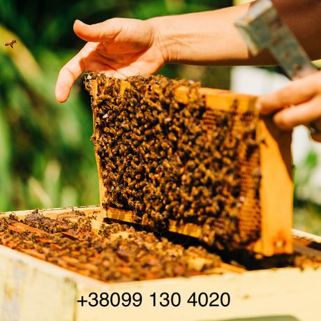 Продаж бджоли сім'ї, бджолопакети
