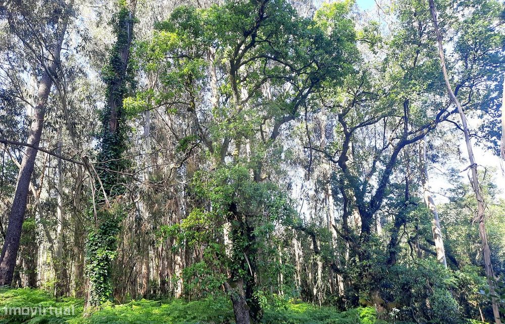 Terreno  para venda