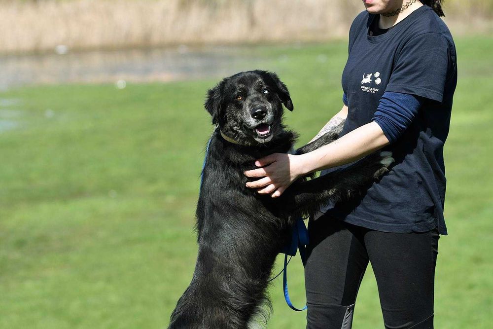 Sali szuka domu, suczka, młoda
