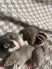 Крысята дамбо 1.5 месяц