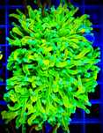 Euphylia Glabrescens Banana koralowiec akwarium morskie