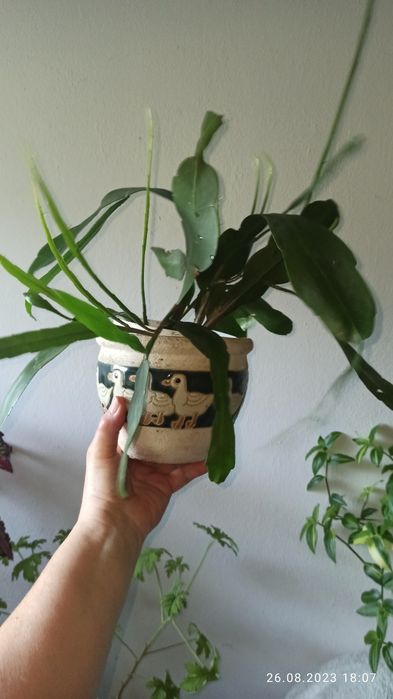 Królowa jednej nocy ,Epiphyllum oxypetalum
