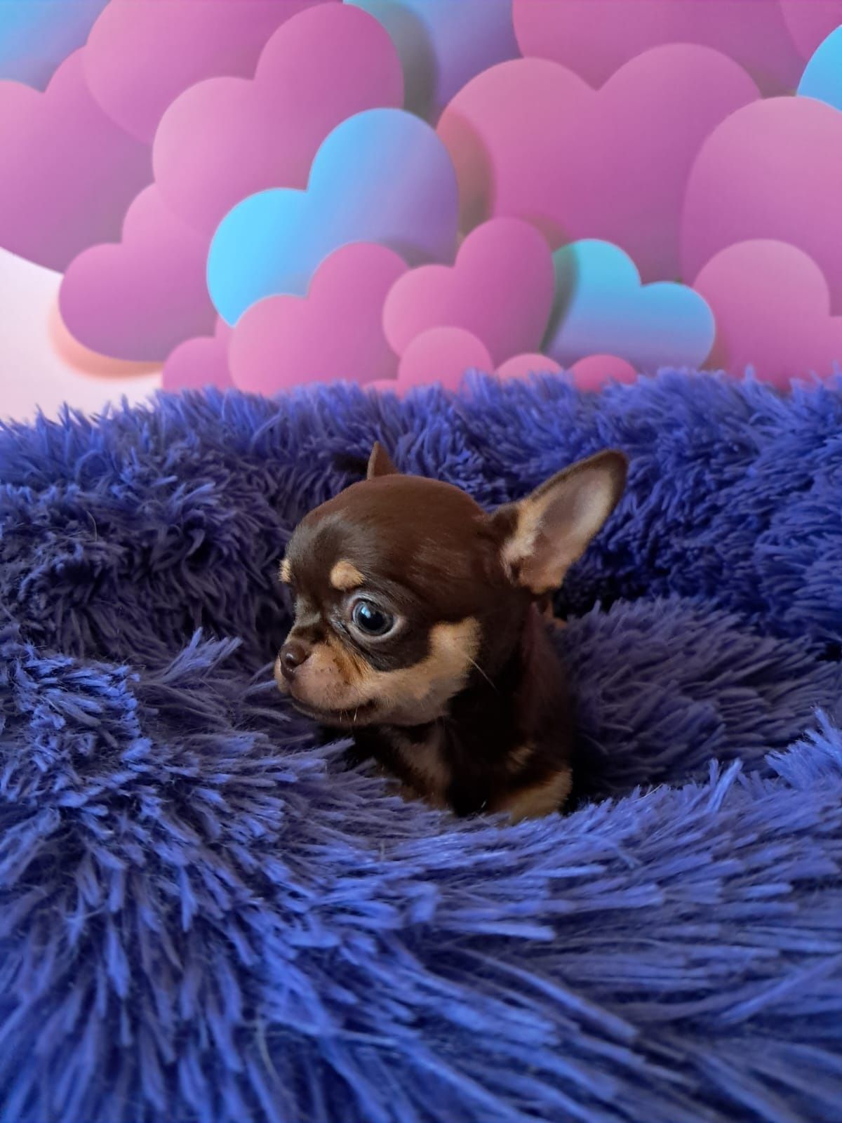 Chihuahua - maleńki Mickey
