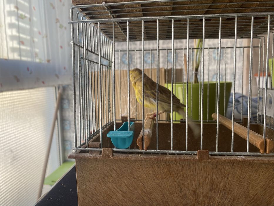 Canarios timbrados espanhol