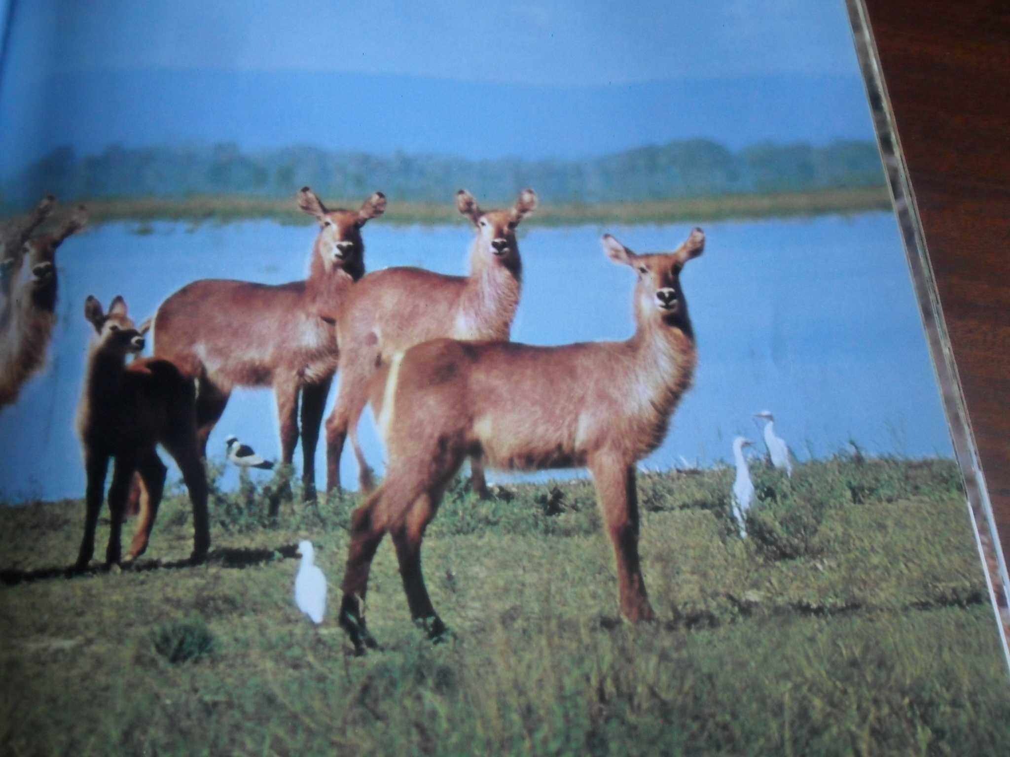 "Tesouro Selvagem de Moçambique" de Monique Dumonte - 1ª Edição 1973