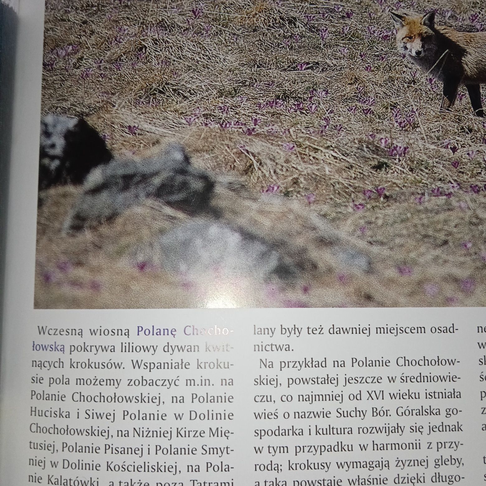 Przyroda Polski - GÓRY. Ilustrowana. Stan bdb.