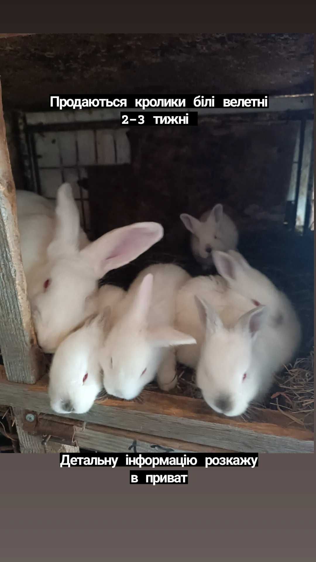 Кролики білі велетні