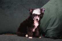 Lyborius Legacy - Chinese Crested Dog