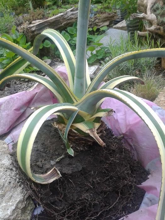 Агава,, бегония, алое разных видов