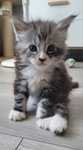 Kocurek kocur Maine Coon FPL