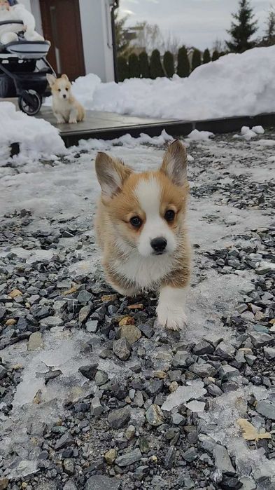 Welsh Corgi Pembroke FCI Piesek