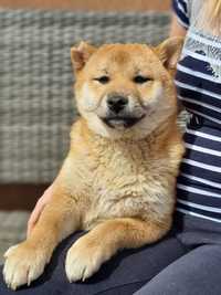 SHIBA INU szczeniak suczka szczenięta pieski