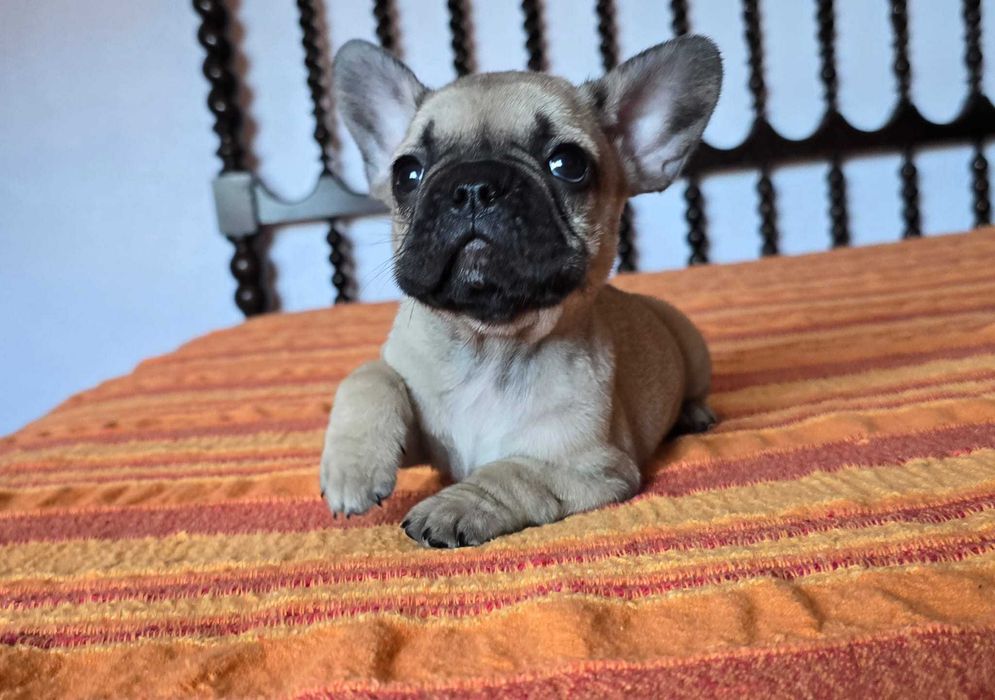 Bulldog francês exotico