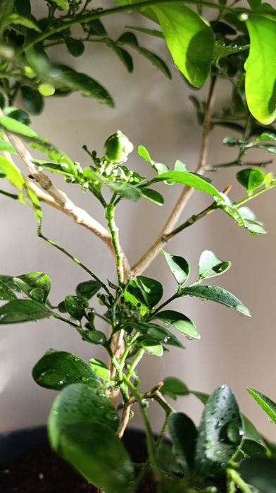 Мурайя з плодами