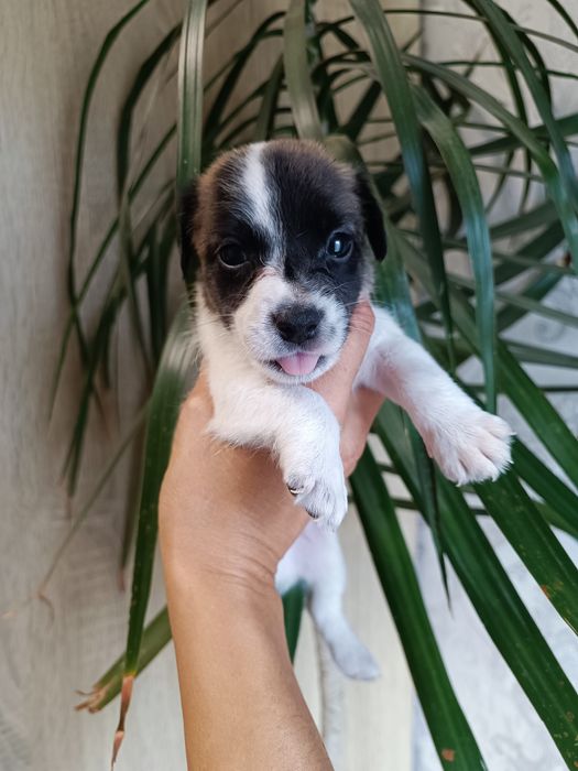 Щеночек загляденье !