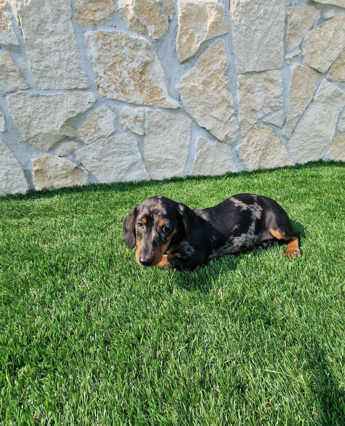 Teckel Black Merle