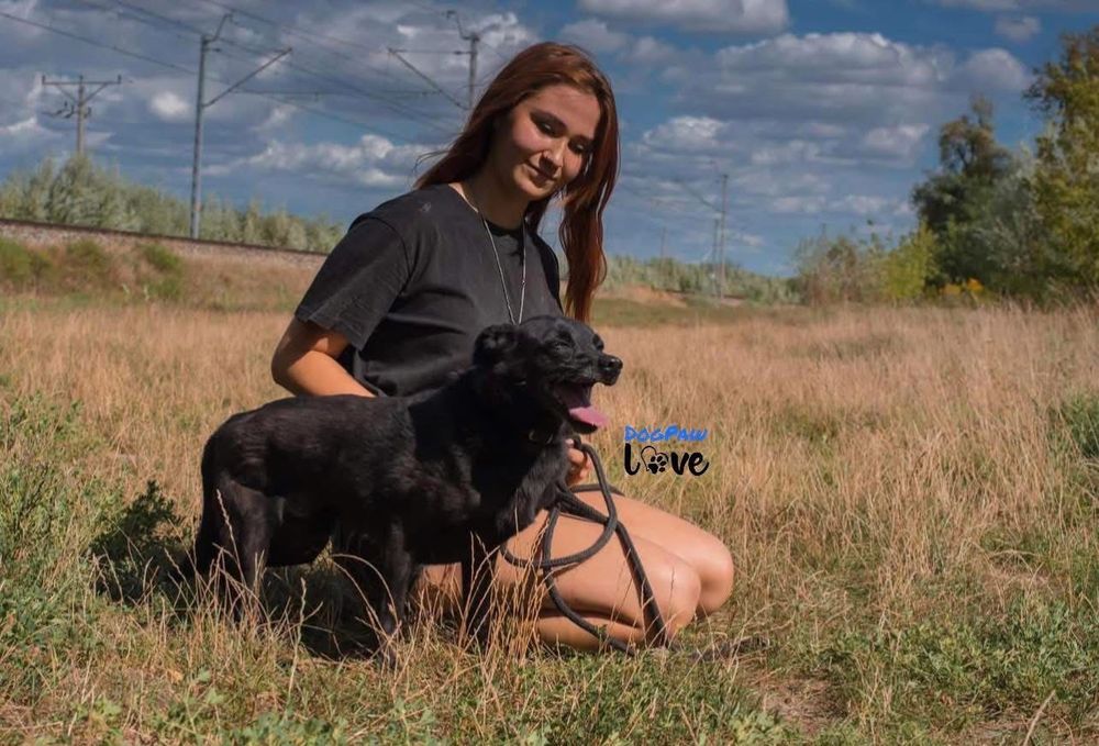 Karo do adopcji!