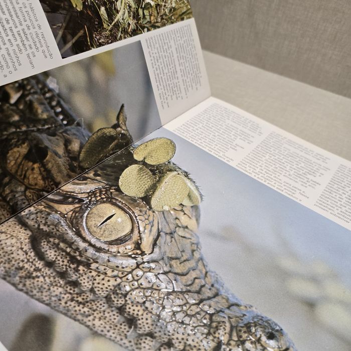 Livro O Mundo Dos  Animais FILHOTES