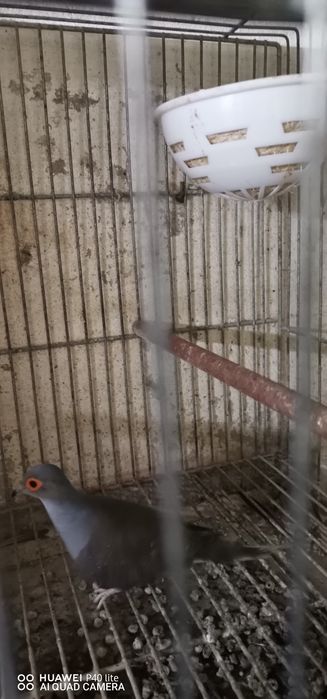 Vendo rolas diamantes